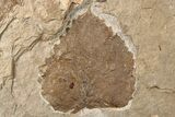 Multiple Fossil Leaf (Populus & Vitis) Plate - Nebraska #262738-2